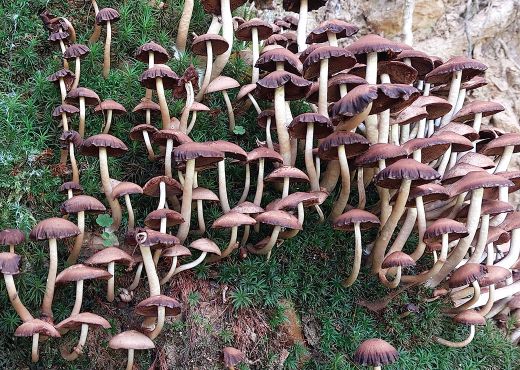 Pilze auf Waldboden